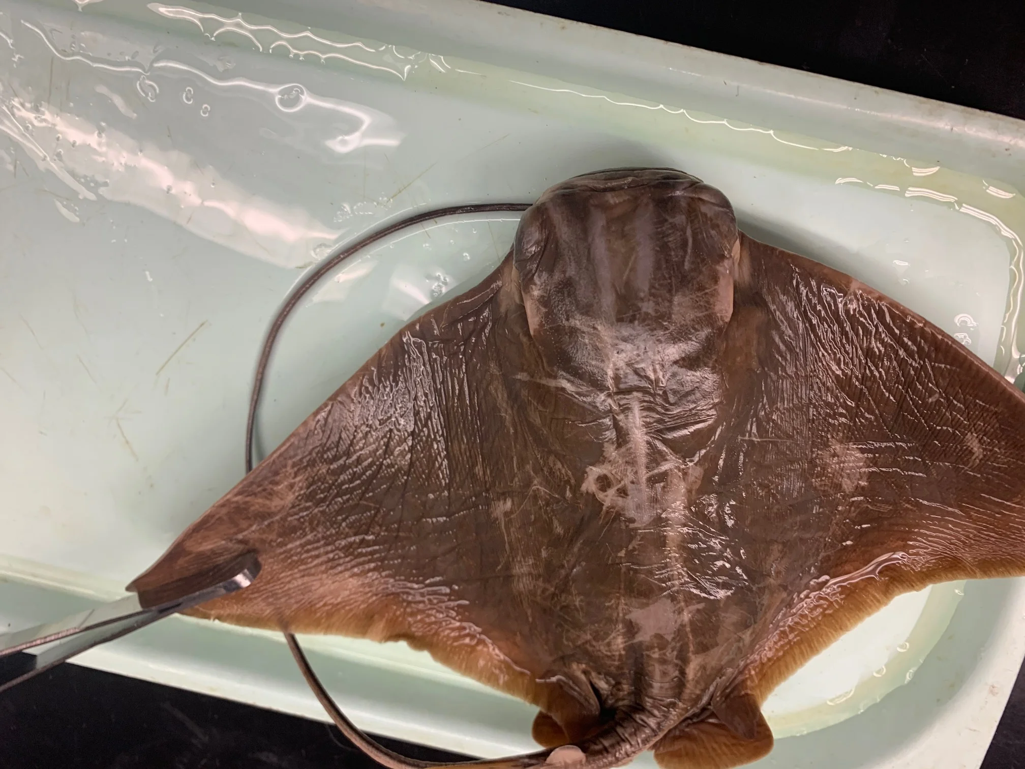 <p>What fish is this?</p>