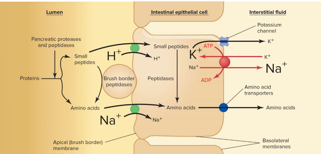 Protein digestion and peptide and amino acid absorption in the small intestine.
