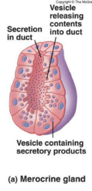 <p>S<span>ecrete via exocytosis without altering secretory cell. It is the most common gland.</span></p>