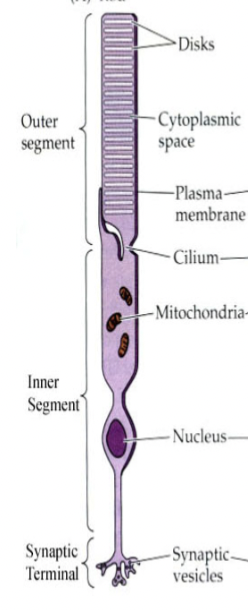 <p>highly sensitive photoreceptor cells but “saturate” in even moderate light conditions (stop working)</p>