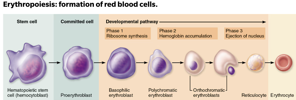 <p><code>Erythropoiesis</code> → <strong><em>process of formation of RBS that takes about 15 days</em></strong></p><p></p><ol><li><p><strong>Hematopoietic stem cell&nbsp;</strong></p><ul><li><p><span style="color: purple;"><strong>Bone marrow cell</strong></span> that gives rise to all the formed elements of blood; hemocytoblas</p></li></ul></li><li><p><strong>Myeloid stem cell&nbsp;</strong></p><ul><li><p>A <span style="color: purple;"><strong>stem cell</strong></span> that gives rise to erythrocytes, platelets, and a few types of leukocytes</p></li></ul></li><li><p><strong>Proerythroblast</strong>&nbsp;</p><ul><li><p>A <span style="color: blue;"><strong>committed cell</strong></span> that gives rise to a basophilic erythroblast in the process of erythropoiesis</p></li></ul></li><li><p><strong>Basophilic erythroblasts</strong></p><ul><li><p>A cell in the developmental pathway of erythropoiesis that contains <span style="color: red;"><strong>large numbers of ribosomes</strong></span> and transforms into a polychromatic erythroblast</p></li></ul></li><li><p><strong>Polychromatic erythroblasts&nbsp;</strong></p><ul><li><p>A cell in the developmental pathway of erythropoiesis that <span style="color: red;"><strong>synthesizes hemoglobin, accumulates iron</strong></span>, and transforms into an orthochromatic erythroblast.</p></li></ul></li><li><p><strong>Orthochromatic erythroblasts&nbsp;</strong></p><ul><li><p>A cell in the developmental pathway of erythropoiesis that <span style="color: red;"><strong>ejects most of its organelles and loses its nucleus as</strong></span> it becomes a reticulocyte.</p></li></ul></li><li><p><strong>Reticulocyte&nbsp;</strong></p><ul><li><p><span style="color: blue;"><strong>Young erythrocyte</strong></span>, still contains a bit of reticulum</p></li></ul></li><li><p><strong>Erythrocyte&nbsp;</strong></p></li></ol><p></p>