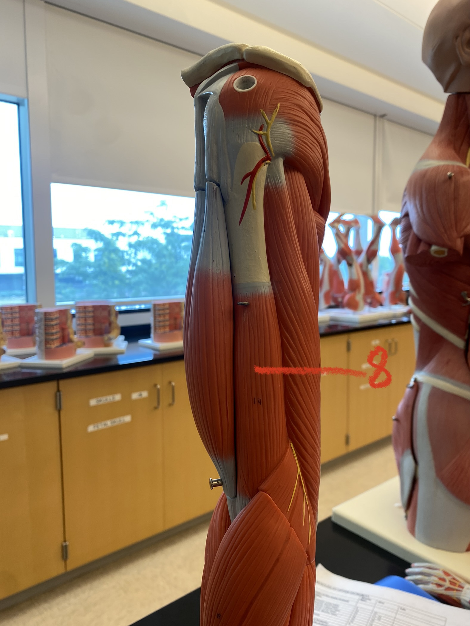 Muscles in upper arm #8