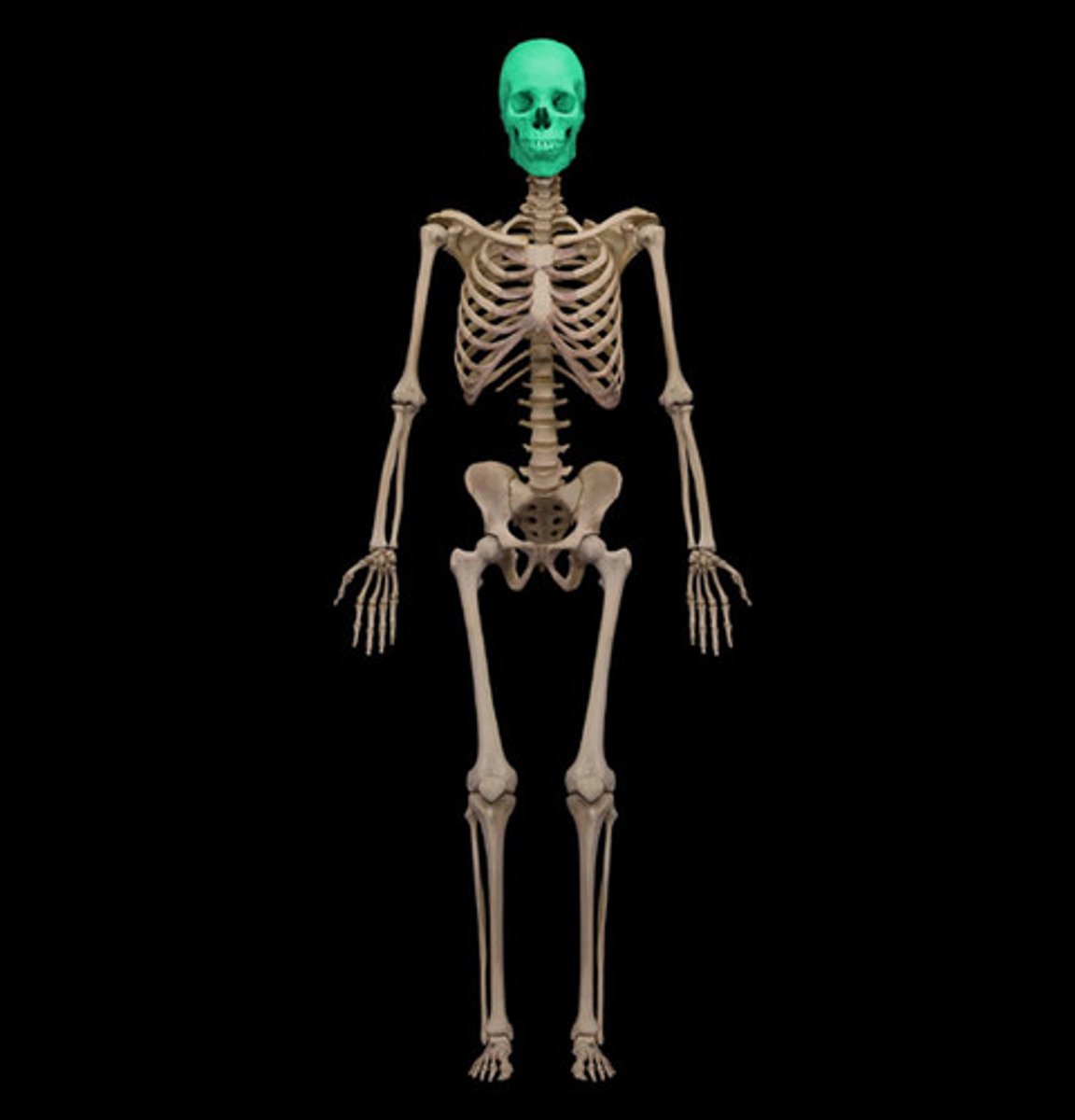 <p>Composed of the cranium and facial bones</p>