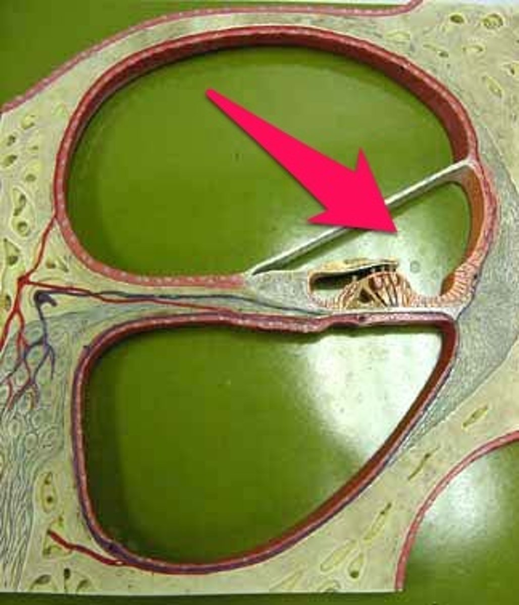 <p>-Cochlear duct</p><p>-Middle chamber</p><p>-Filled with endolymph</p><p>-Contains spiral organ</p>