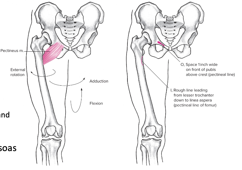 Anterior 

Origin: Pubis region 

Insertion: Upper portion of femur 

Action at pelvis: Forward tilt 

Action at hip: Flexion, strong adductor and external rotator 