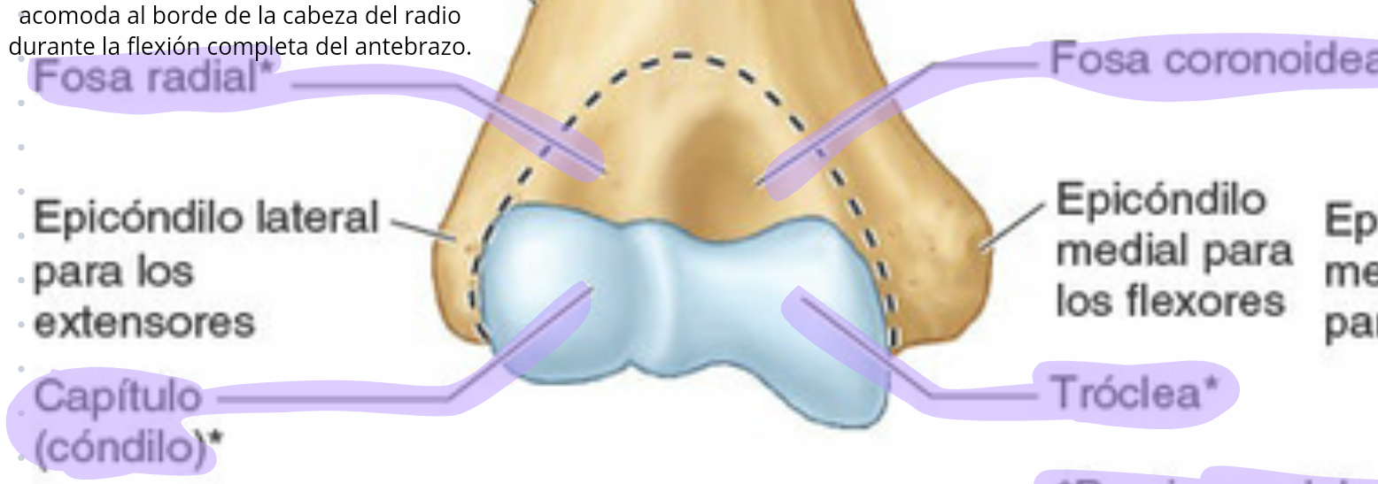 <p>Incluye la trocea, el capitulo (condilo) y las dosas olecraneana, coroidea y radial para acomodar las estructuras de la ulna durante la flexiòn y extensión del codo.</p>