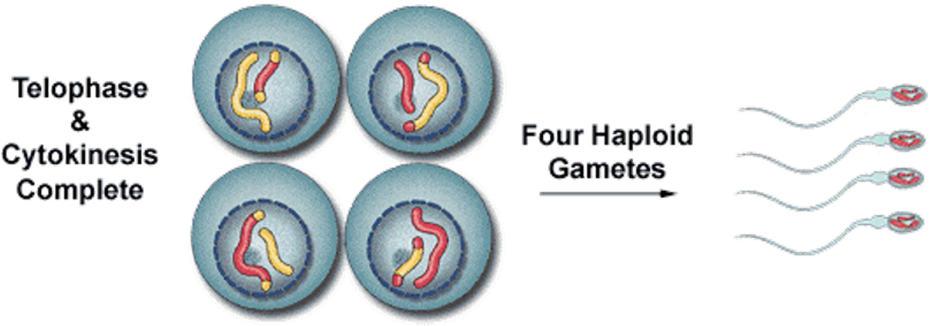 <p><span>•Telophase II: nuclear membrane forms around the groups of chromosomes in the cytoplasm of the cell; spindle fibres break down.</span></p><p><span>•Cytokinesis occurs.</span></p><p><span>•Four haploid cells form, each with one complete set of chromosomes.</span></p>