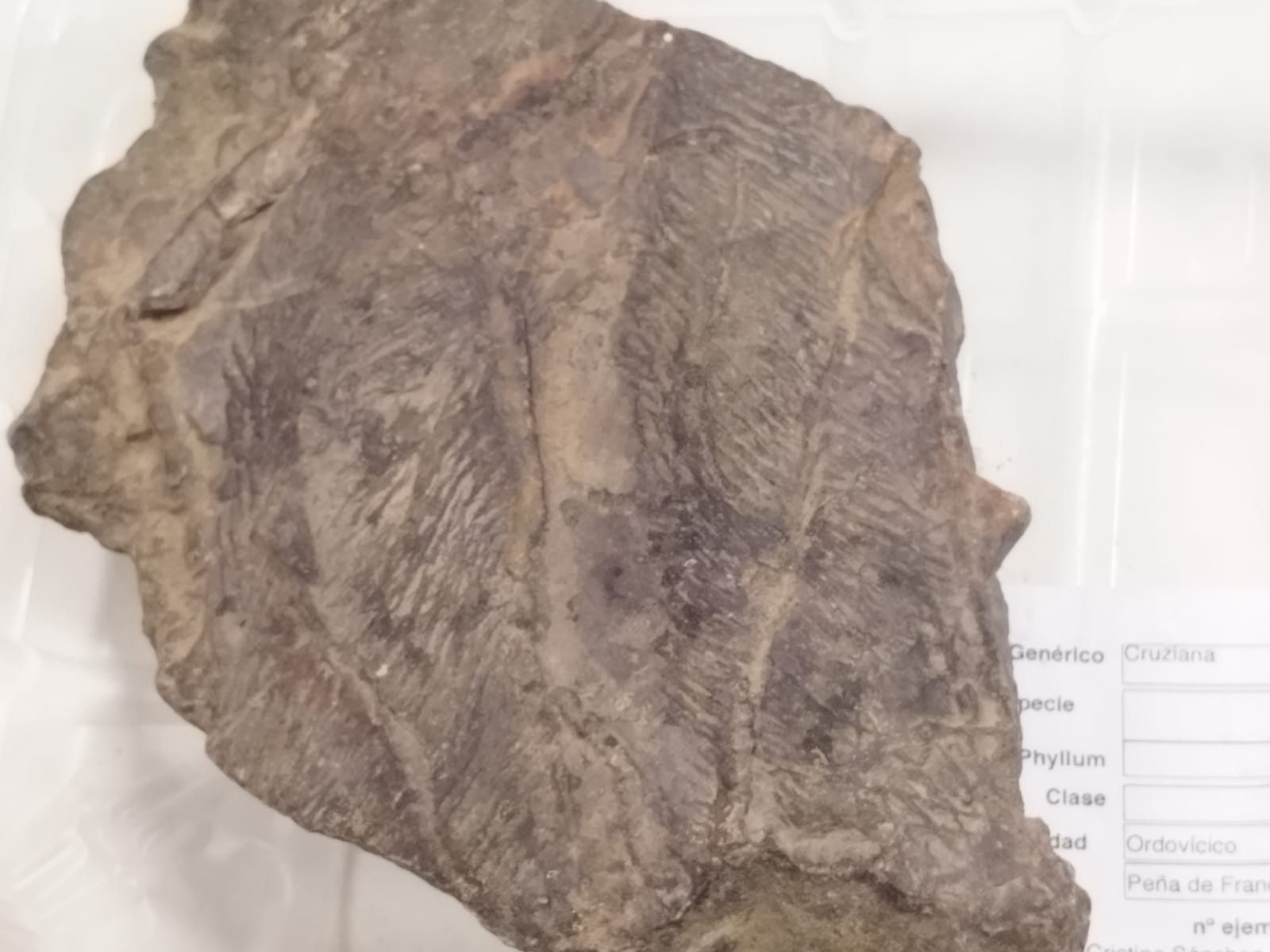 <p>Trace Fossils</p>