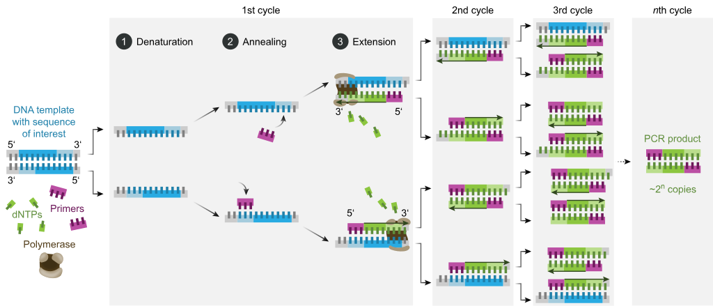 <ol><li><p>double stranded DNA denatured by heat</p></li><li><p>primers anneal to complementary seq. of target DNA and DNA synthesis occurs w/ hear stable DNA polymerase</p></li><li><p>duplication of target DNA</p></li></ol>