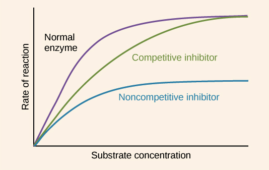 A graph displaying the enzyme, competitive inhibitor and noncompetitive inhibitor