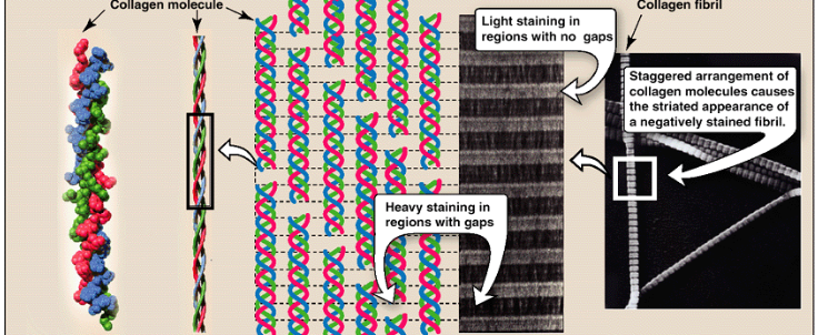 <ul><li><p>formed from<strong> collagen’s triple helix</strong> units that associate in a <strong>staggered</strong> manner.<br></p></li><li><p>stabilized by <strong>covalent crosslinking </strong>between collagen triple helices.<br></p></li><li><p>staggered assembly produces <strong>characteristic striated pattern</strong> of collagen when viewed under electron microscope</p></li></ul><p></p>