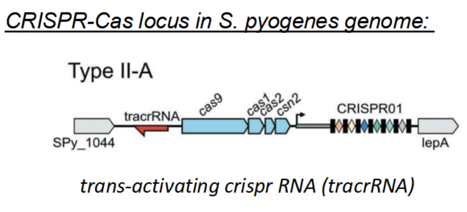 <p>Type of Group A streptococcal (GAS) bacteria that is the causative agent of strep throat</p><p></p>