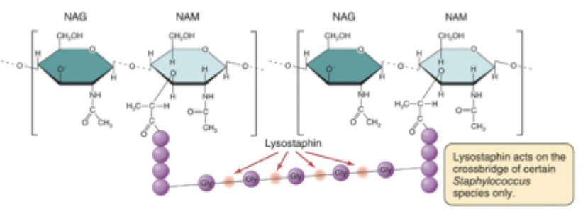 <p>Cuts the glycine-glycine link in the peptidoglycan cross-bridge, causing the cell to round up into a protoplast and degrade the cell wall.</p>