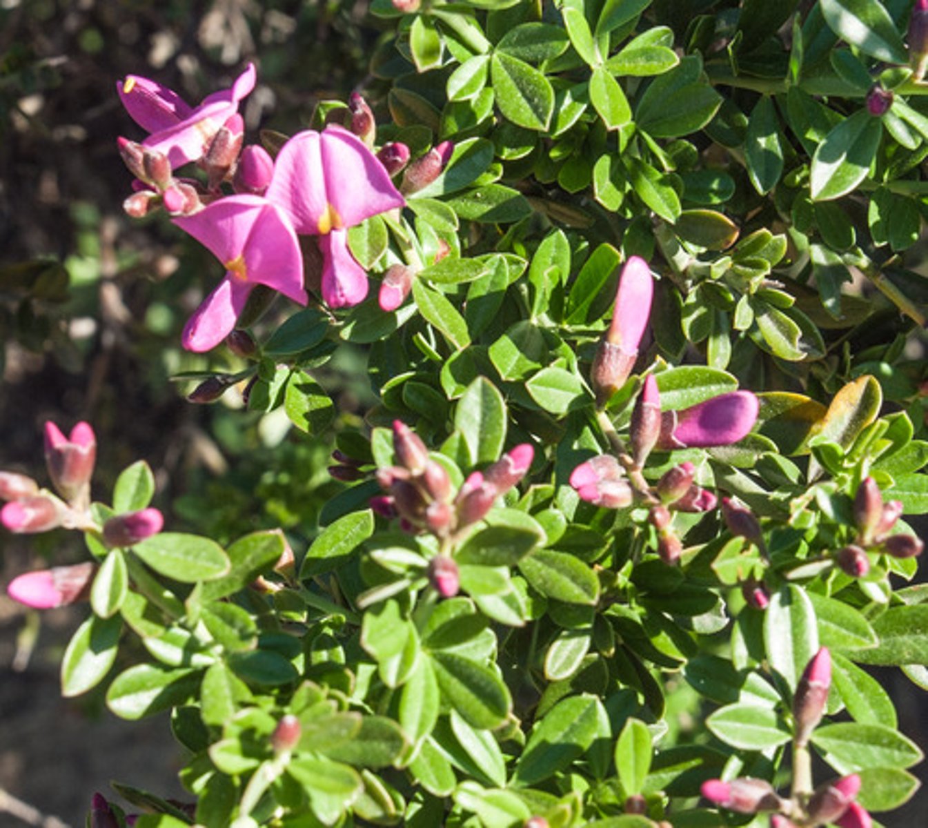 <p>Pickeringia montana (chaparral)</p><p>Leaves: Evergreen, small, paired leaflets.</p><p>Flowers: Pink pea-shaped blooms.</p><p>Ecology: Thorny, nitrogen fixer.</p>