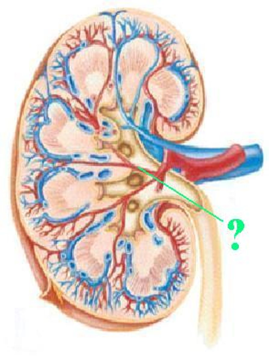 <p>Identify the indicated vessel.</p>