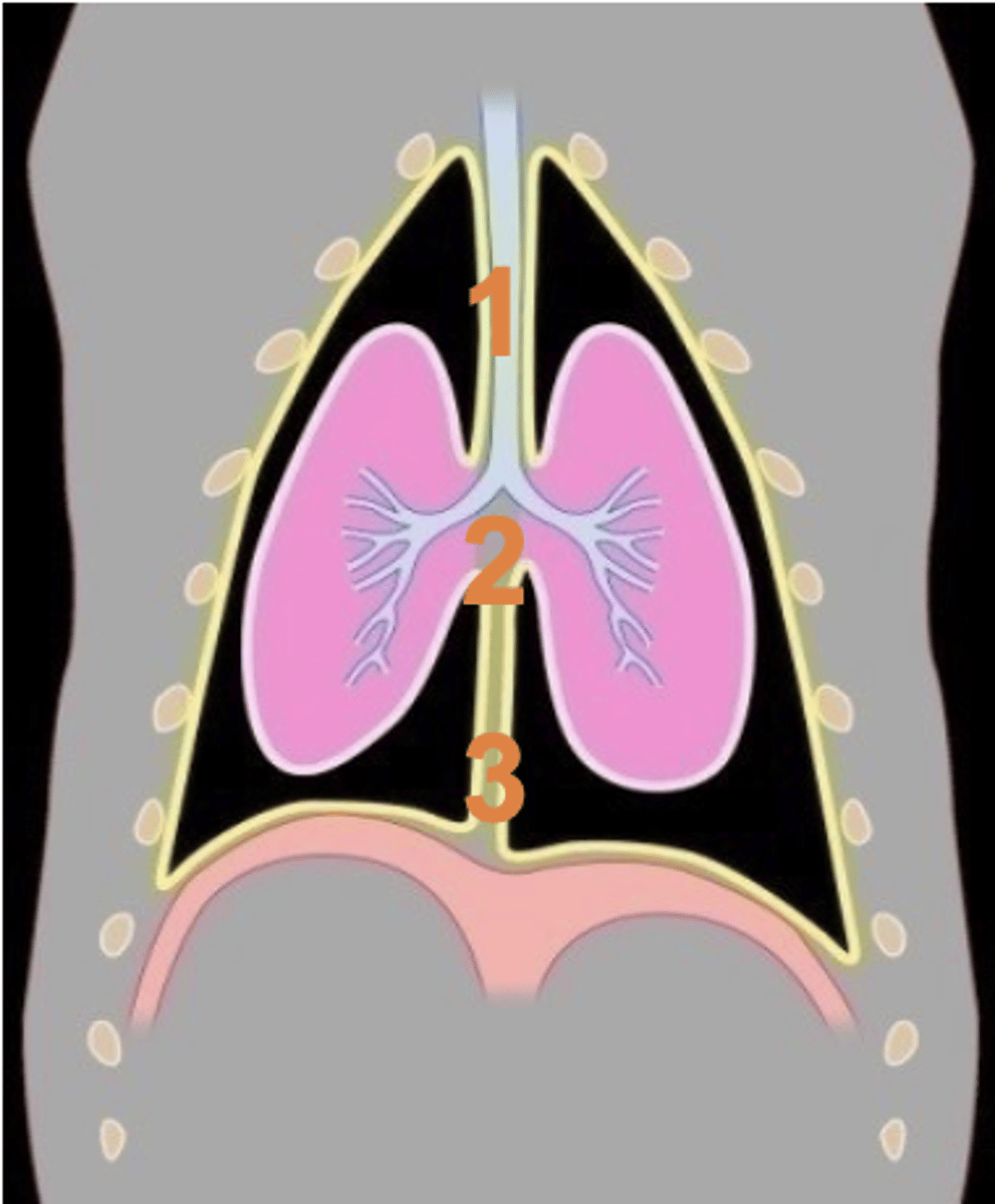 <p>Which section of mediastinum is 3?</p>