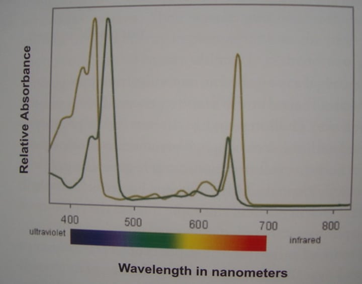 <p>Diagram showing the amount of light absorbed by photosynthetic pigments at different wavelengths of the Electromagnetic Spectrum</p>