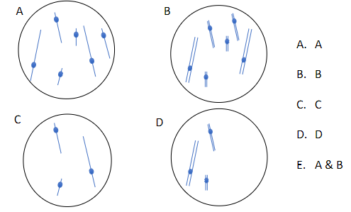 Which cell(s) are 2n=6?
