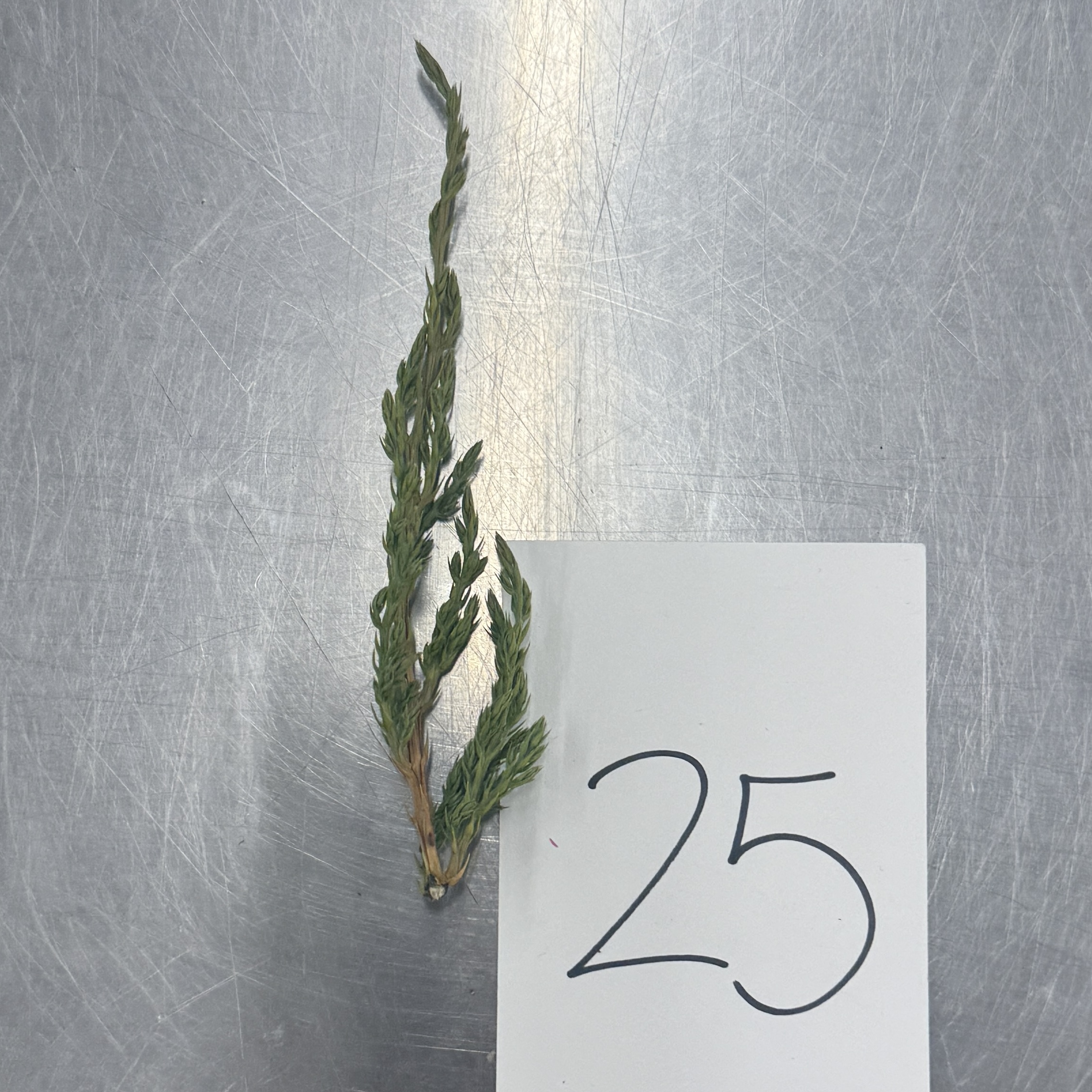 <p>Identify the shapes of the leaf specimen</p>