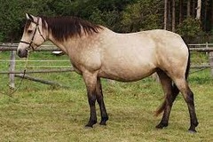 What horse breed?