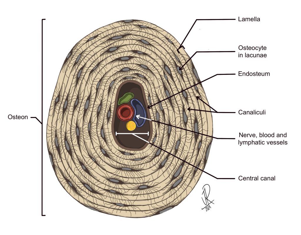 <ul><li><p>circular units </p></li><li><p>The whole bone area that looks like a circle </p></li></ul><p></p>