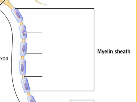 <p>This is responsible for producing and maintaining the myelin sheath. </p><p>(Facilitates the healing process after injury)</p>