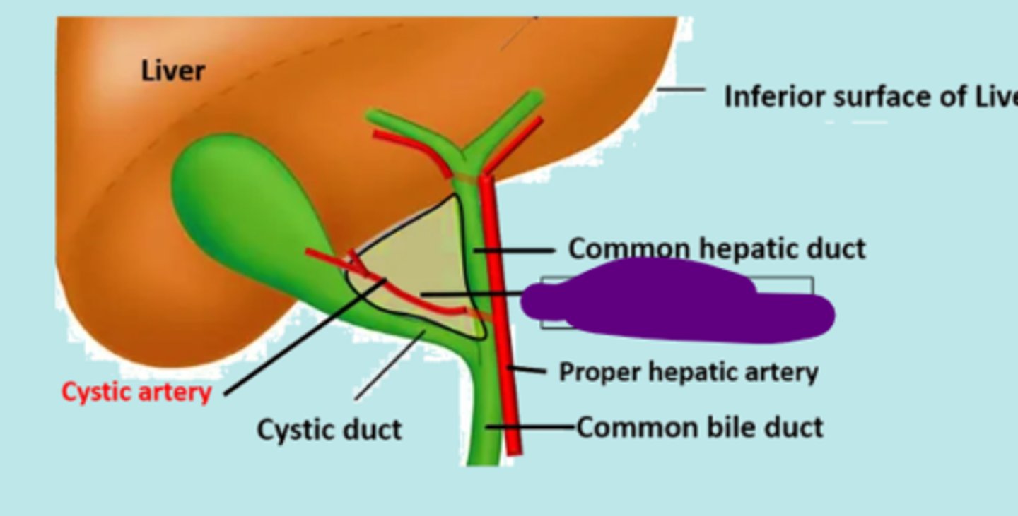 <p>inferiorly - cystic duct</p><p>medially - hepatic duct</p><p>superiorly - inferior surface of liver</p>