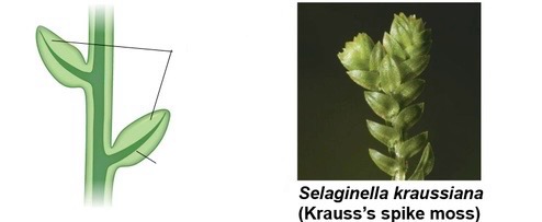 <p>Spine-shaped leaf with one unbranched vascular vein</p>