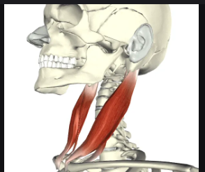 <p>Two-headed neck muscle that flexes the neck; known as the “prayer muscle.”</p>