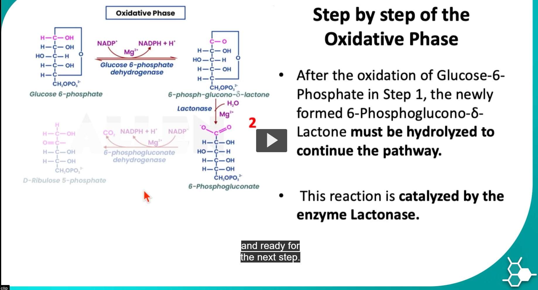 <p>in step 2,</p><ol><li><p><strong>6-phosphoglucono-delta-lactone binds</strong> to the <strong>active site </strong>of <strong>lactonase. </strong>(there is a double bond to the non-lactone oxygen, but it’s not shown in the picture)</p></li><li><p>a <strong>water molecule</strong> is <strong>positioned near the lactone ring</strong>, making the <strong>oxygen</strong> in <strong>water</strong> perform a <strong>nucleophilic attack</strong> to the <strong>lactone ring carbonyl groups.</strong></p></li></ol><p>-The carbonyl carbon is <strong>electrophilic</strong> because the C=O bond is polarized.</p><ol start="3"><li><p>lactonase then releases <strong>6-phosphogluconate (</strong>, which is now an <strong>open chain form</strong> and ready for the next step.</p></li></ol><p>-the Mg2+ is also used here to stabilize the phosphate group. </p><p>-lactonase: uses the nucleophilic oxygen in water to destroy the bond between the oxygen in the lactone ring and C5.</p><p>Gluconic acid (deprotonated) = Gluconate (“ate”: deprotonated due to physiological pH 7.4, so there is a negative charge on the oxygen, -COO-)</p>
