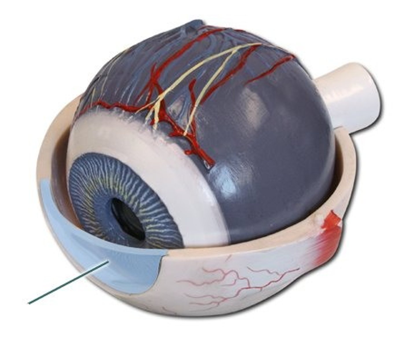<p>Transparent ventral surface of the sclera; only organ that can be transplanted without rejection due to lack of blood vessels</p>
