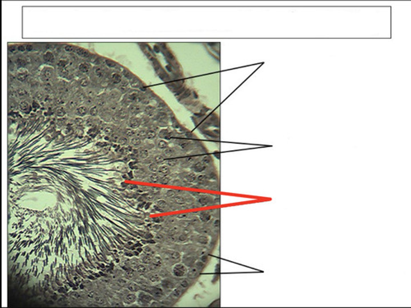 <p>identify this cell type and organ</p>