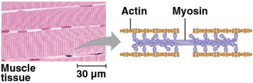 <p>Contractile proteins (motor proteins)</p>