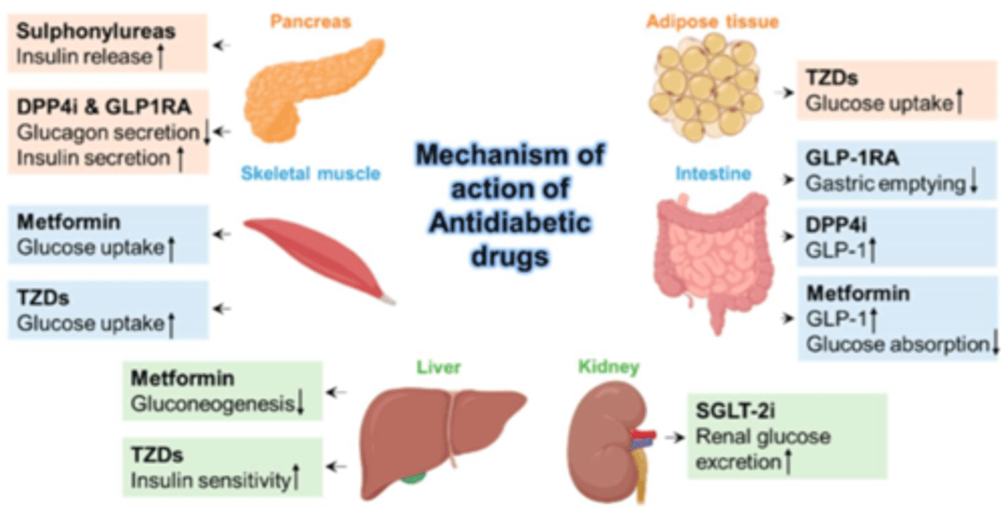 <p>- antidiabetic agent for DM II</p><p>- drug class: SGLT2 inhibitors</p><p>- fx: increase renal glucose excretion</p>