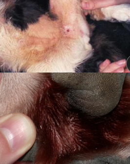 <ul><li><p><strong>Et: <u>Commensal superficial yeast</u></strong>, inflam &amp; hypersensitivity, immune dysfunction</p><ul><li><p><strong><u>symbiotic relationship w/ Staph!!</u></strong></p></li></ul></li><li><p><strong>Types:</strong></p><ul><li><p><strong>Lipid dependent: </strong>M furfur, M globosa, M restricta, M sympodialis</p></li><li><p><strong>Non-lipid dependent:</strong> M pachydermatis (grow on Sabouraud’s)</p></li></ul></li></ul><ul><li><p><strong>Id:</strong> Oval to peanut-shaped, bowling pin, snowman, <strong><u>thick cell wall w/ outer lamellar layer</u></strong></p><ul><li><p>double walled</p></li></ul></li><li><p><strong>Sig: </strong>Basset hound, cocker spaniel, Shih Tzu, setter, Dachshund, poodle, Boxer, GSD, KCCS, summer/humid months, <strong><u>concurrent dermatoses</u></strong></p></li><li><p><strong>Cs: pruritus, malodor, lichenification, hyperpigmentation, brown claws, dermatitis, black waxy otitis externa, feline acne</strong></p><ul><li><p>Groin, Interdigital, Ear canals, Oral cavity, Tail base</p><ul><li><p><u>greasy, waxy, scaly, crusty</u></p></li></ul></li></ul></li></ul><ul><li><p><strong>Dt: </strong>Cytology (tape/scrape), biopsy, culture&nbsp;</p></li><li><p><strong>Tx: </strong>topical and systemic antifungals</p></li></ul><p></p>