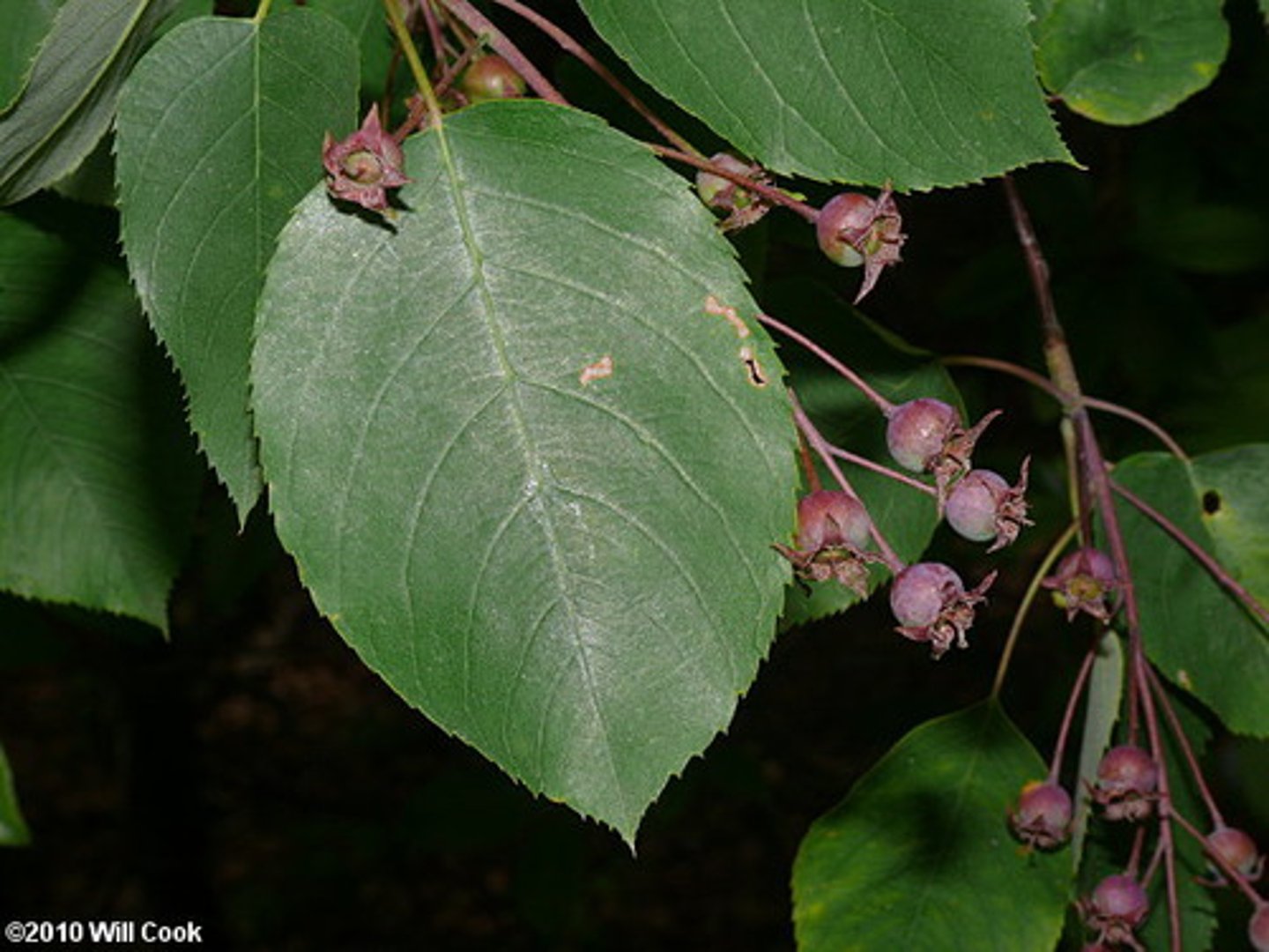 <p>downy serviceberry</p><p>Family: Rosaceae</p>