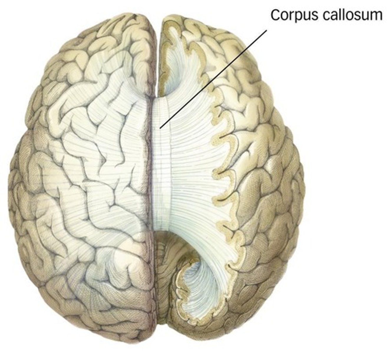 <p>It connects the two cerebral hemispheres.</p>