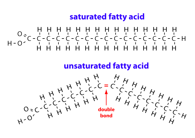 <p>A fatty acid that has one double bond in its hydrocarbon chain, causing a bend. These double bonds can be cis-isomers or trans-isomers</p>