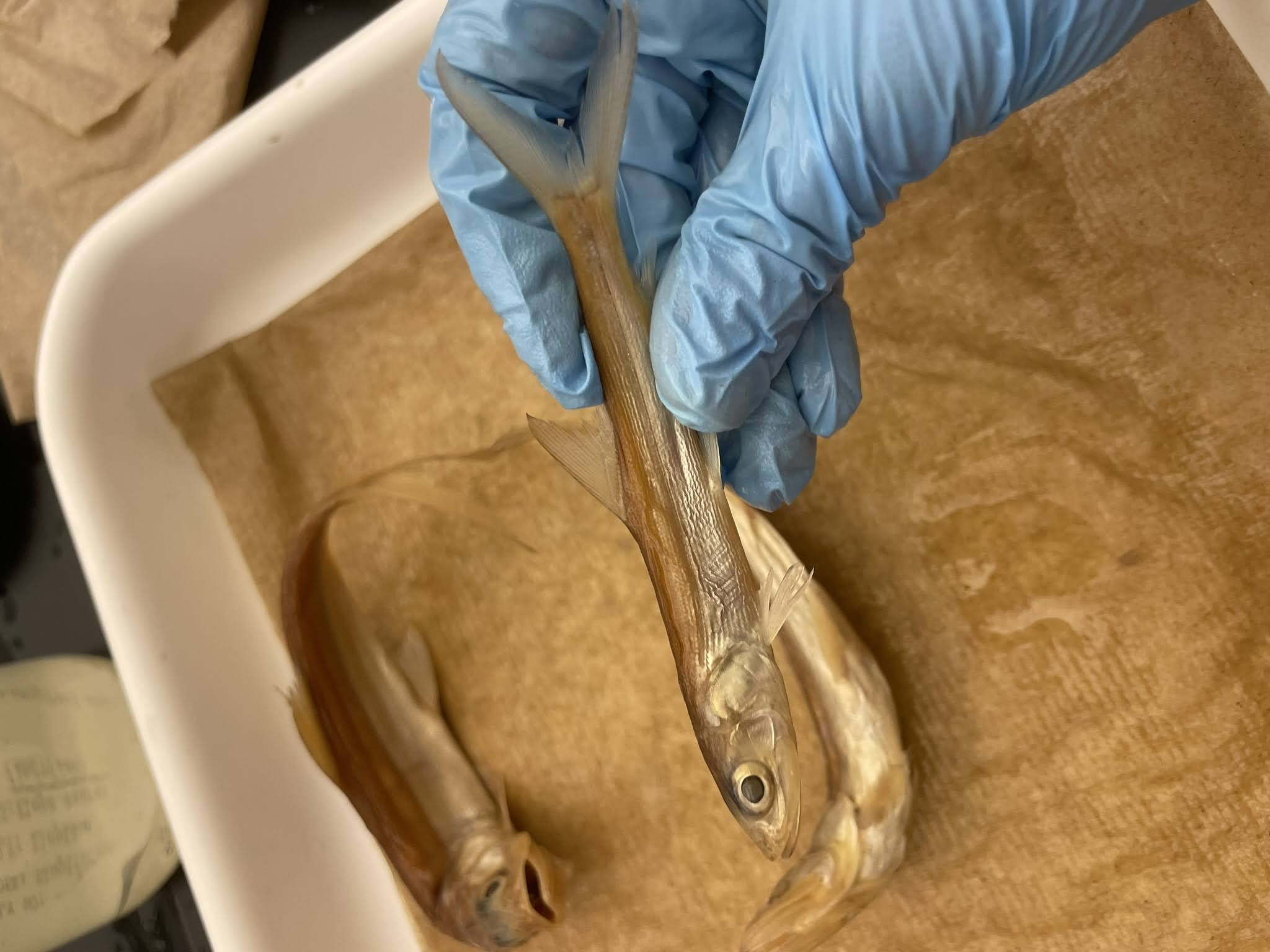 <p>Ladyfish</p>