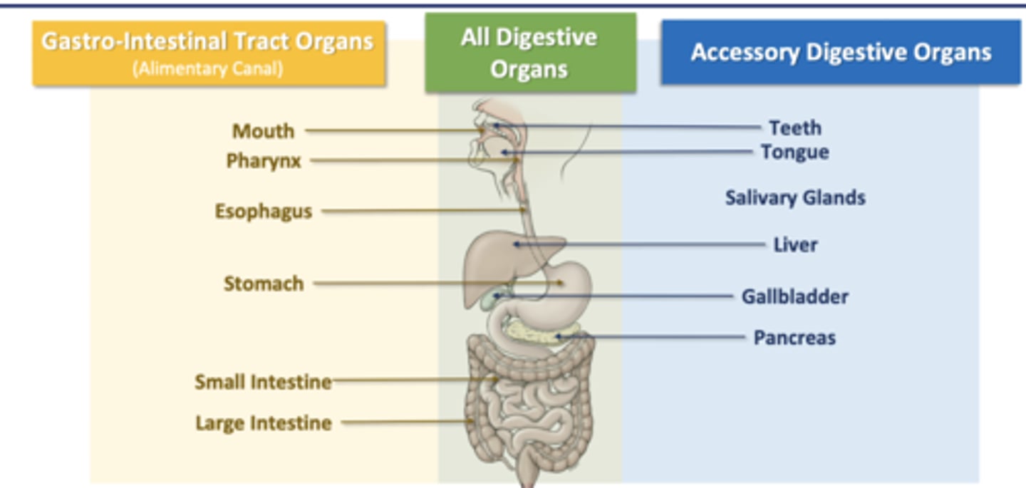 <p>Teeth</p><p>Tongue</p><p>Salivary Glands</p><p>Liver</p><p>Gallbladder</p><p>Pancreas</p>
