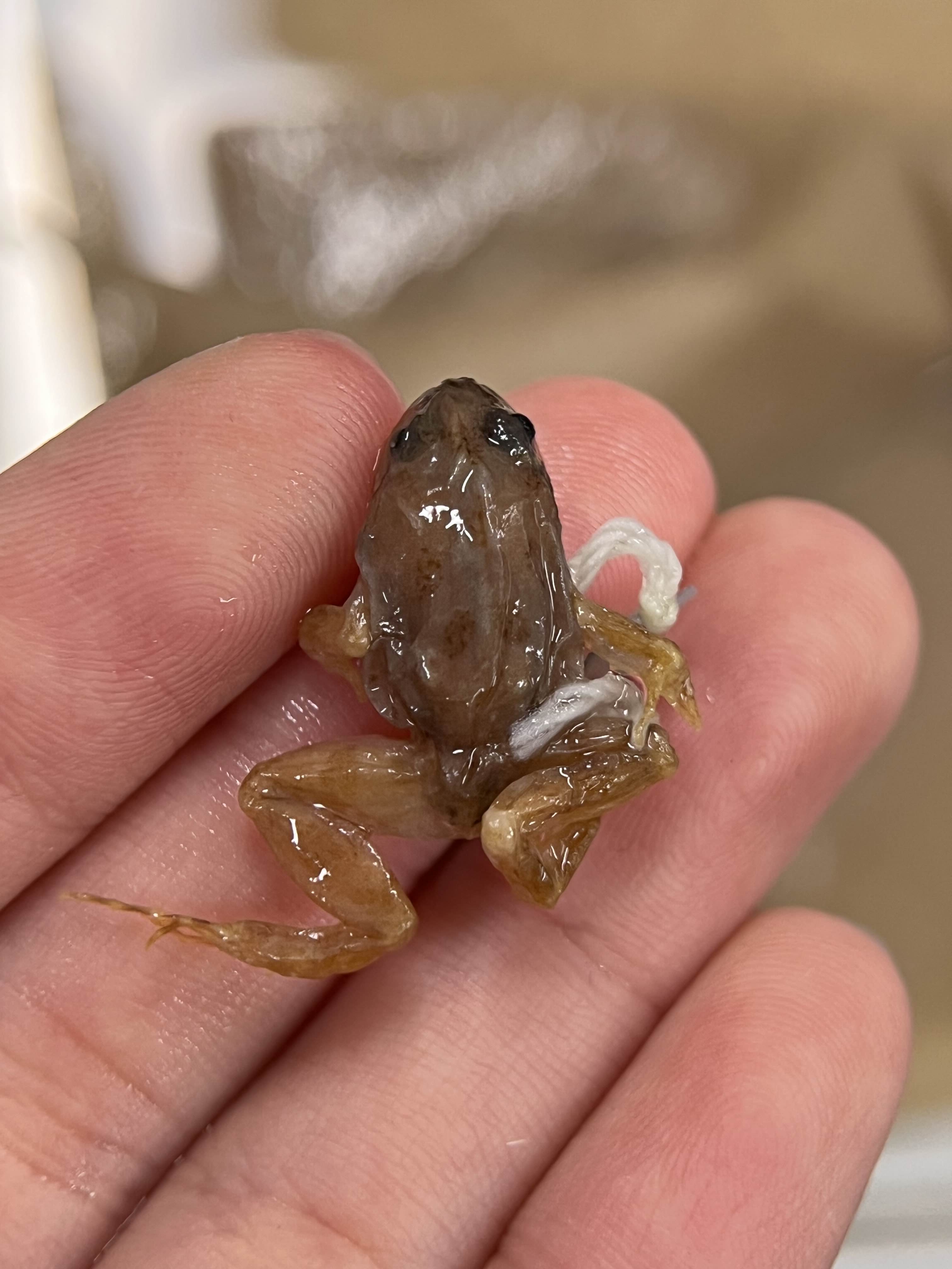 <p>Family?</p><ul><li><p><strong>Makes foam nest</strong></p></li><li><p><100 species</p></li></ul><p></p>