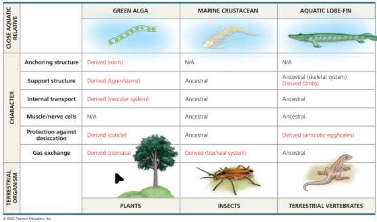 <p>Green Algae Characteristics &amp; Terrestrial organism</p>