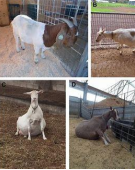 <p><span>Pregnancy Toxemia in Goats</span></p>