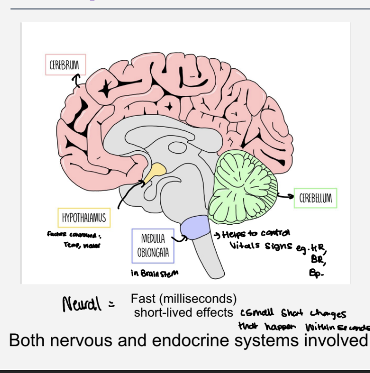 <ul><li><p>fast  - within milliseconds ,short lived effects</p></li><li><p>cerebrum</p></li><li><p>hypothalamus- controls temp ,water</p></li><li><p>, medulla oblongata - in brainstem and controls vital signals - hr,br,bp</p></li><li><p>cerebellum</p></li><li><p>automatic control of body systems</p></li></ul><p></p>