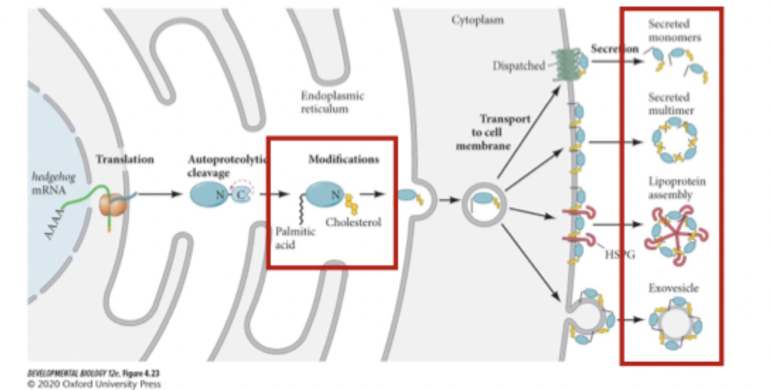 <p><strong>what is hedgehog processing and secretion? </strong></p>