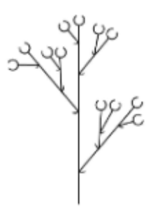 <p>Corymbs inflorescence</p>