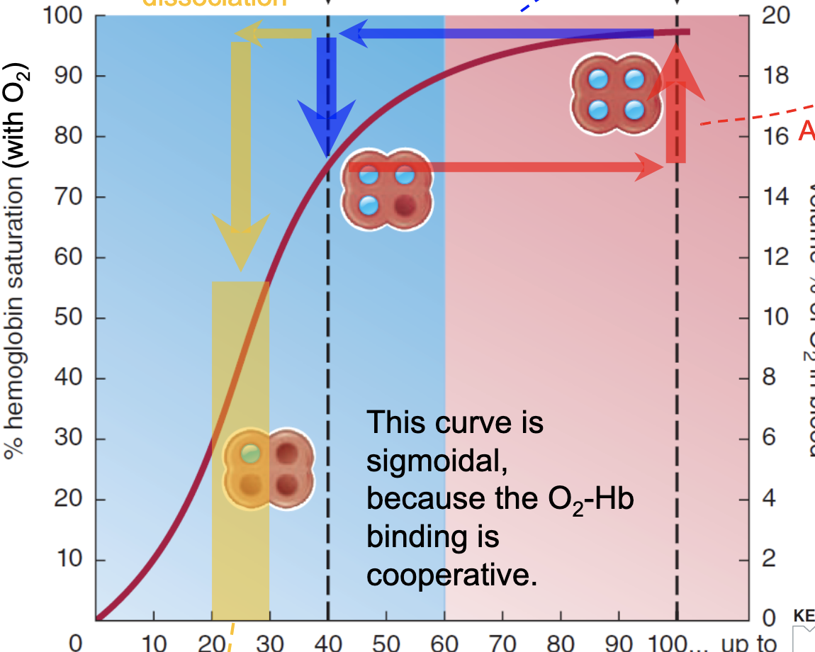<p>Increased CO2, increased acid, increased temperature, increased 2-3 BPG</p>