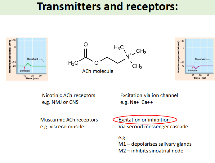 <p>transmitters, receptors and integration </p>