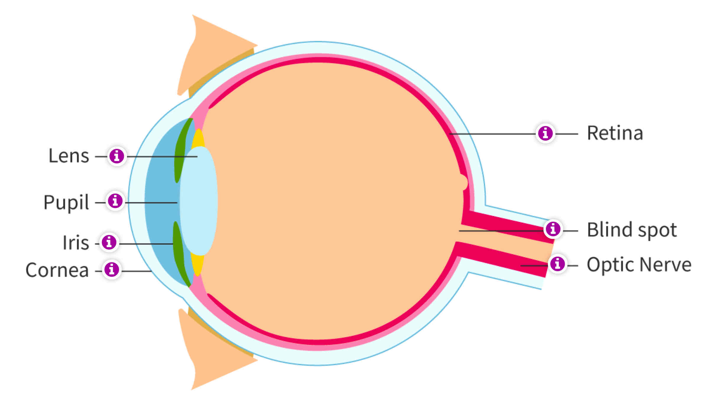 <p>The eye (Sense organ)</p>