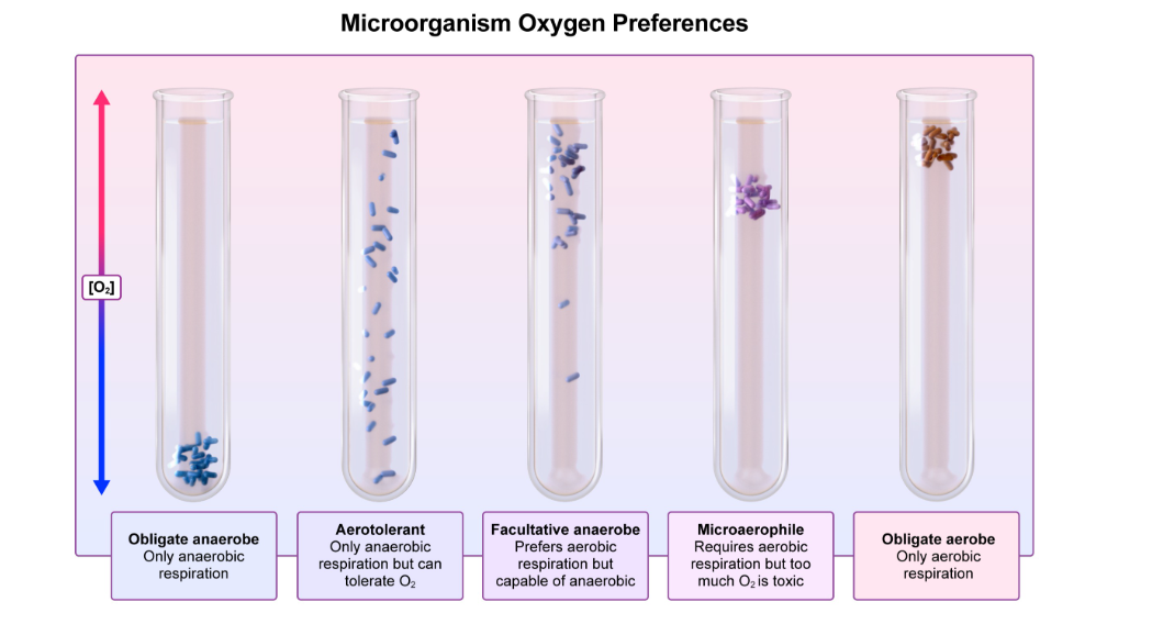 <p>requires aerobic respiration but too much O2 is toxic </p>